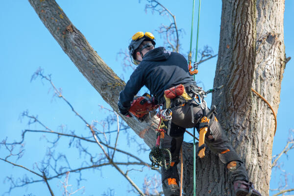 Facharbeiter Forstwirtschaft fällt Baum