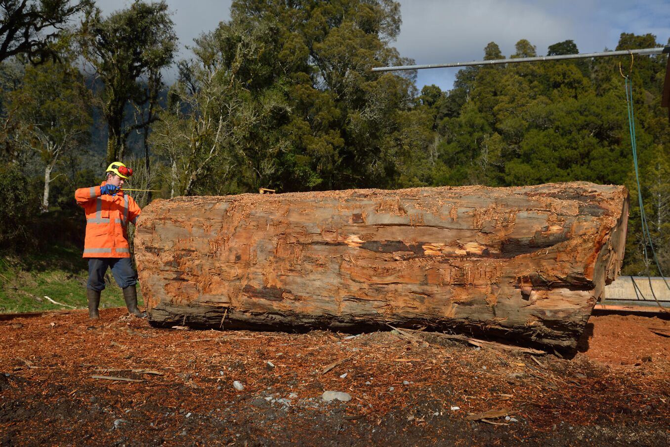 Facharbeiter Forstwirtschaft bemisst Baumstamm