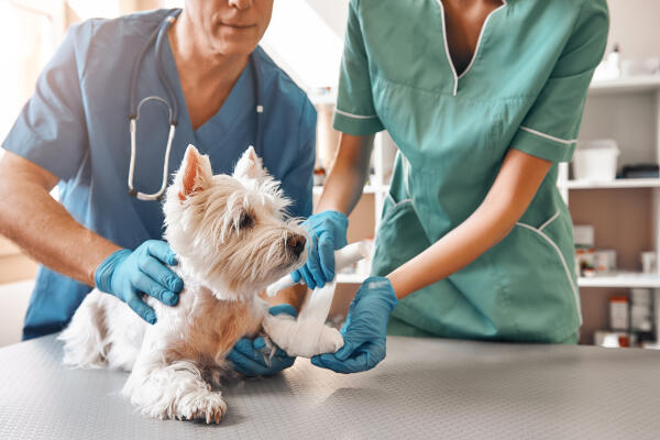 Tiere behandeln